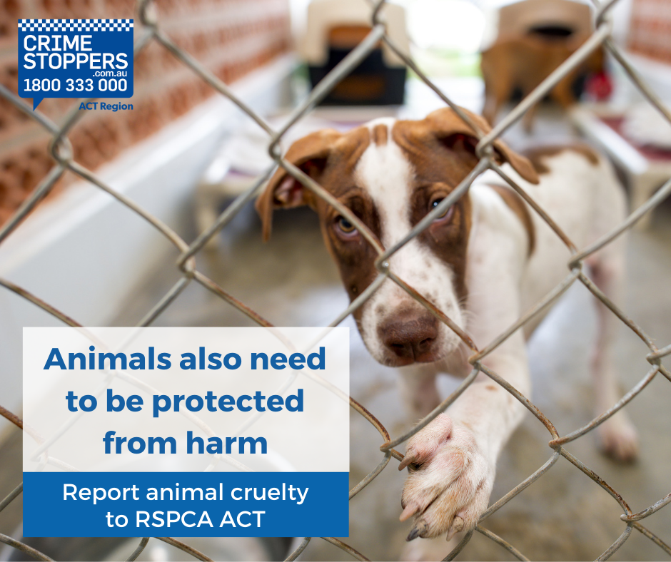 Reporting animal cruelty • Crime Stoppers ACT