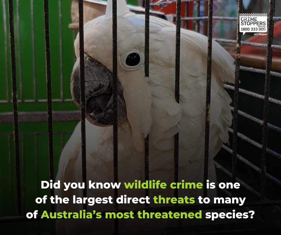 Wildlife Crime